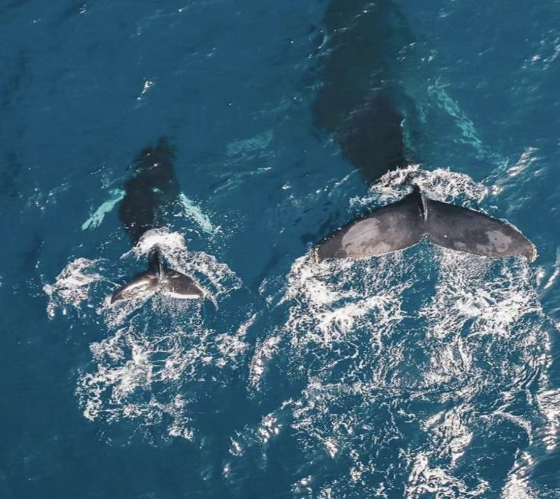斯里兰卡7晚9天“鲸”享之旅